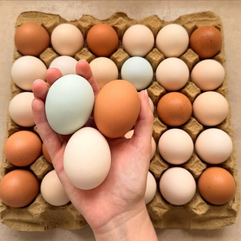 Mão segurando três ovos caipira (azul, marrom e branco) sobre a cartela