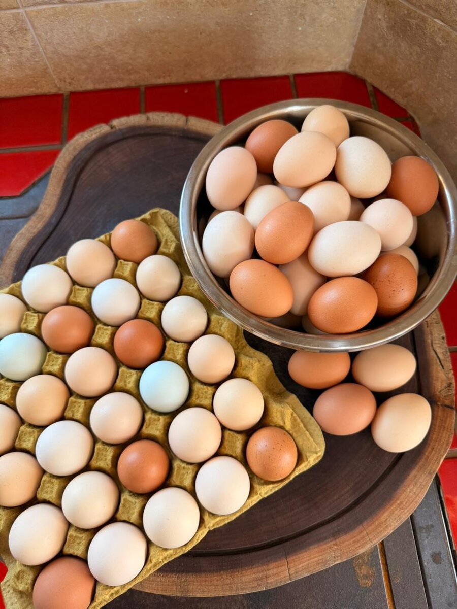 Variedade de cores naturais dos ovos